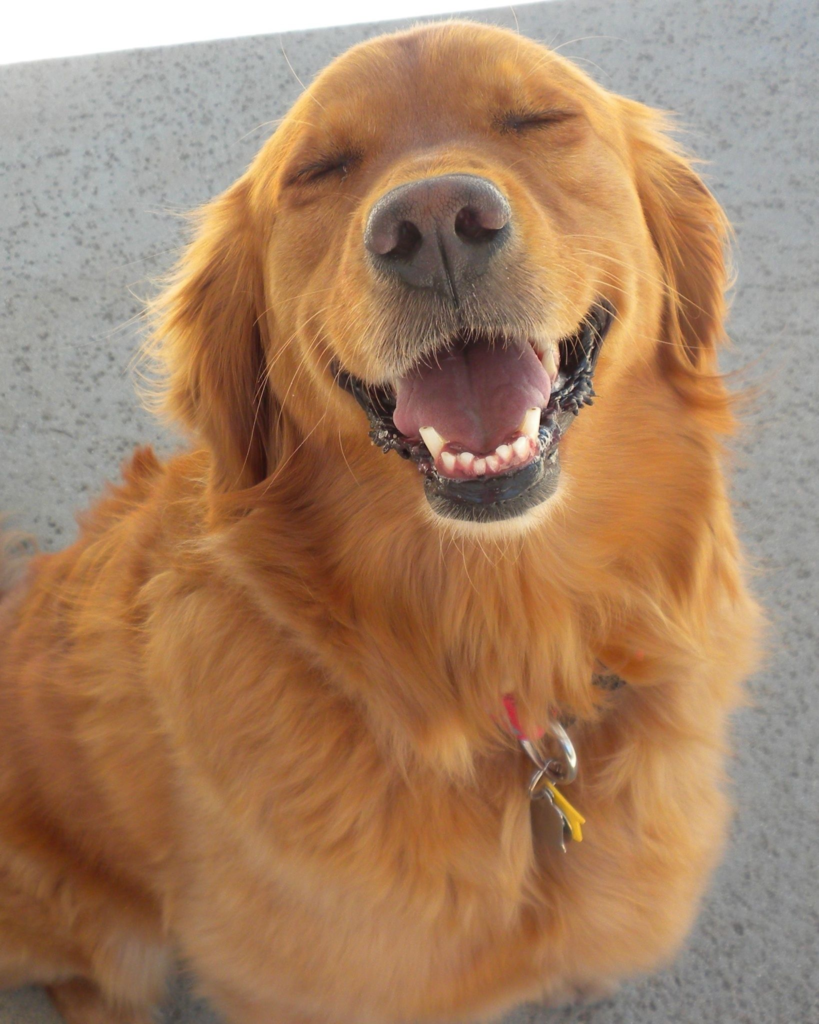 Golden Retriever interacting gently with children