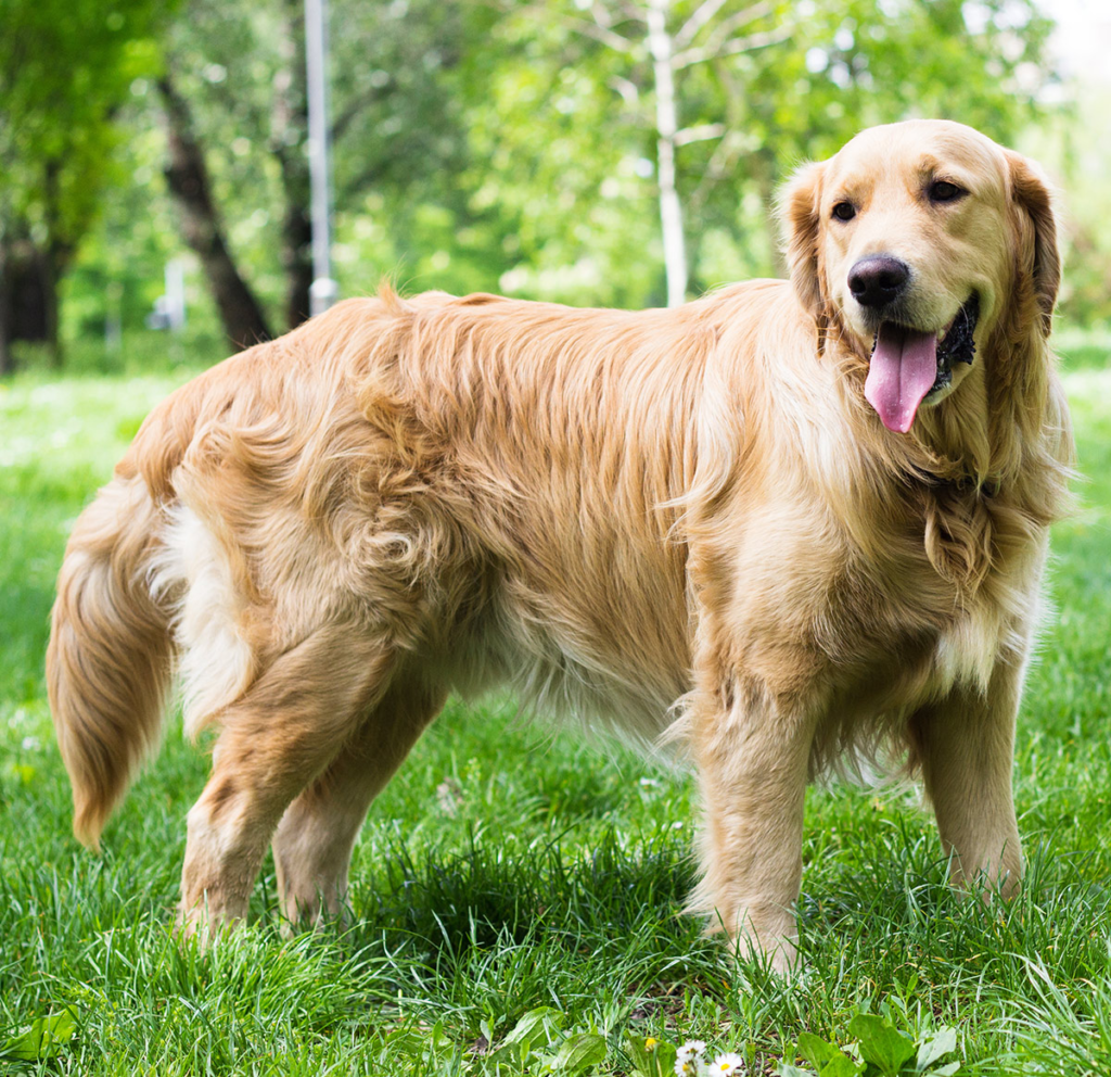 Golden Retriever adult dog sitting outdoors