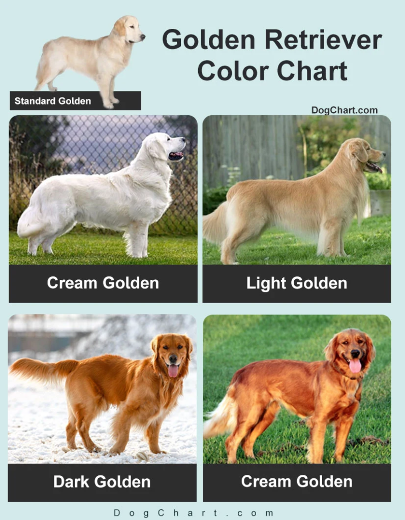 golden retriever coat color comparison light cream and dark golden