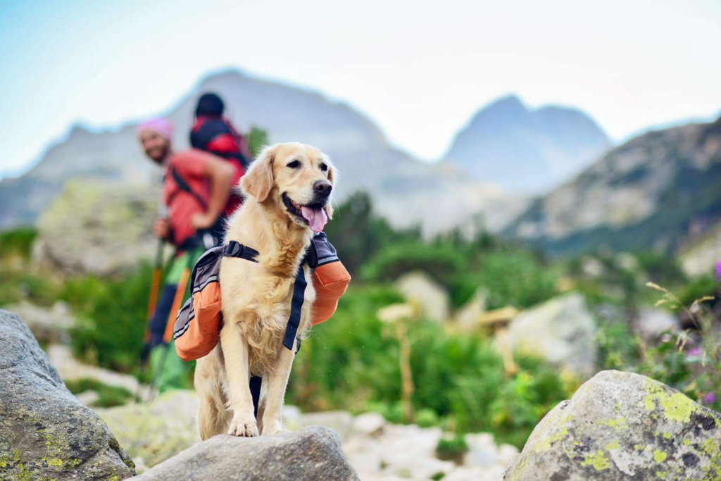 golden retriever hiking with active owner outdoors trail