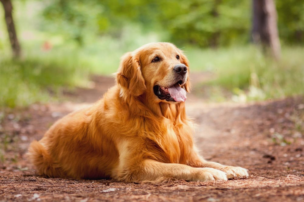 Golden Retriever coat color variations