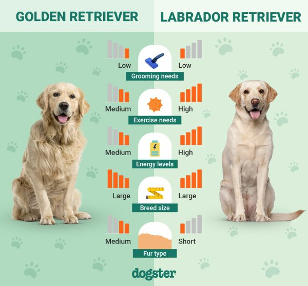 Golden Retriever and Labrador Retriever side by side comparison