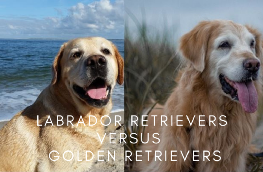 Goldendoodle curly coat compared to purebred Golden Retriever coat