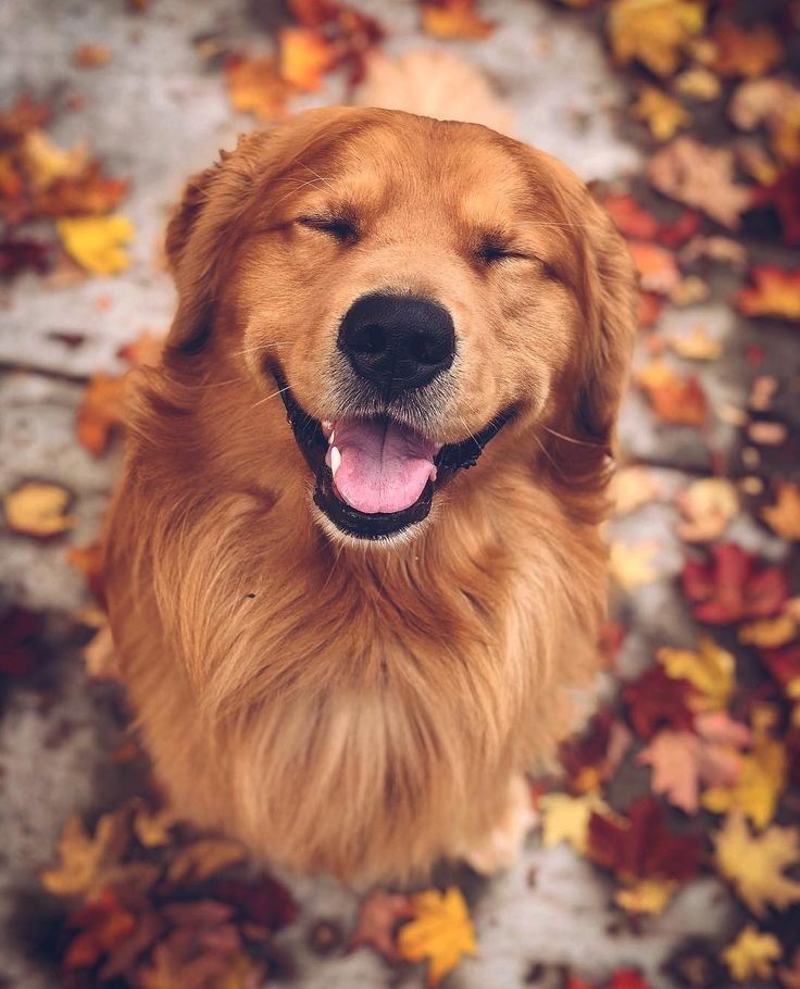 Smiling Golden Retriever showing friendly temperament